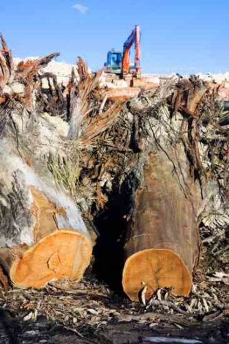 Planting Trees and Managing Soils to Sequester Carbon